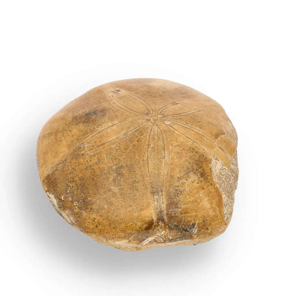 Fossilized Sand Dollar Keepsake Treasure