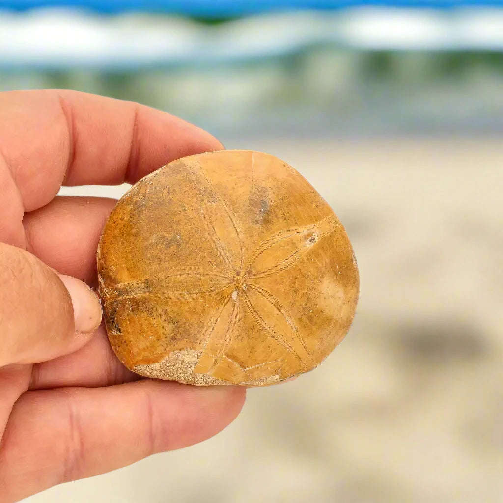 Fossilized Sand Dollar Keepsake Treasure