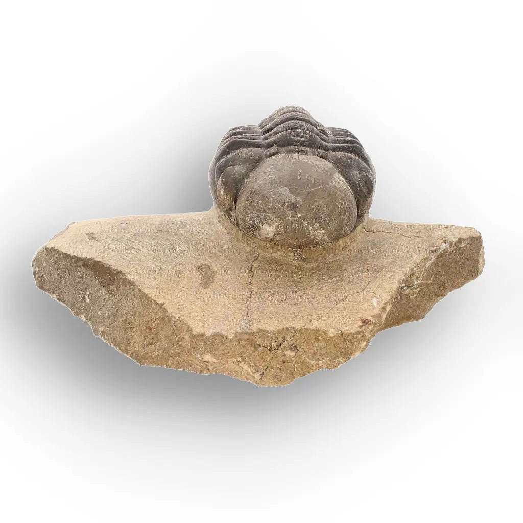 Authentic Morocops Trilobite Fossil  Aferdou El Mrakib, Morocco