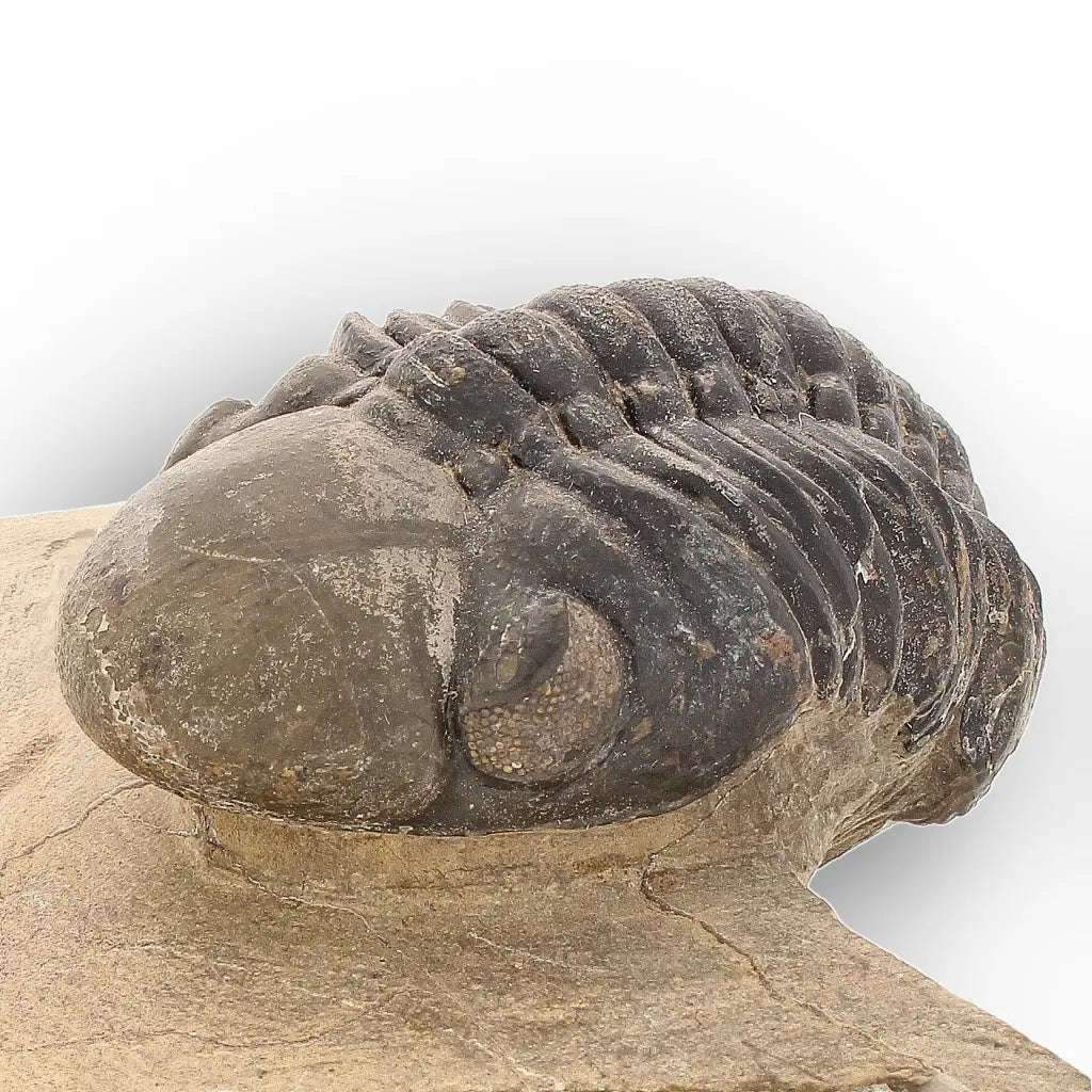 Authentic Morocops Trilobite Fossil  Aferdou El Mrakib, Morocco