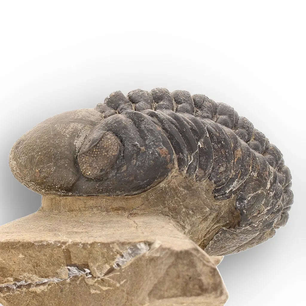 Authentic Morocops Trilobite Fossil  Aferdou El Mrakib, Morocco