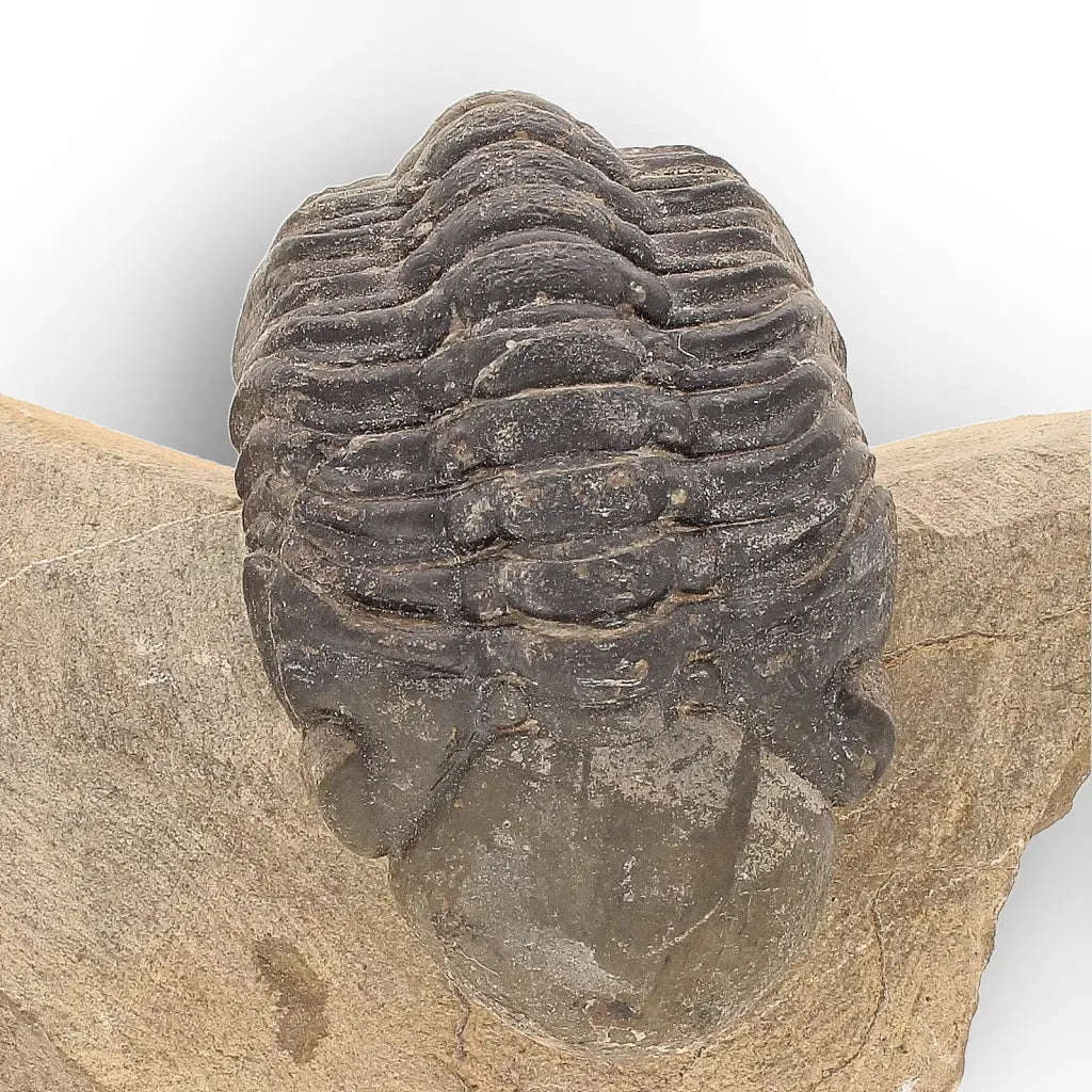 Authentic Morocops Trilobite Fossil  Aferdou El Mrakib, Morocco