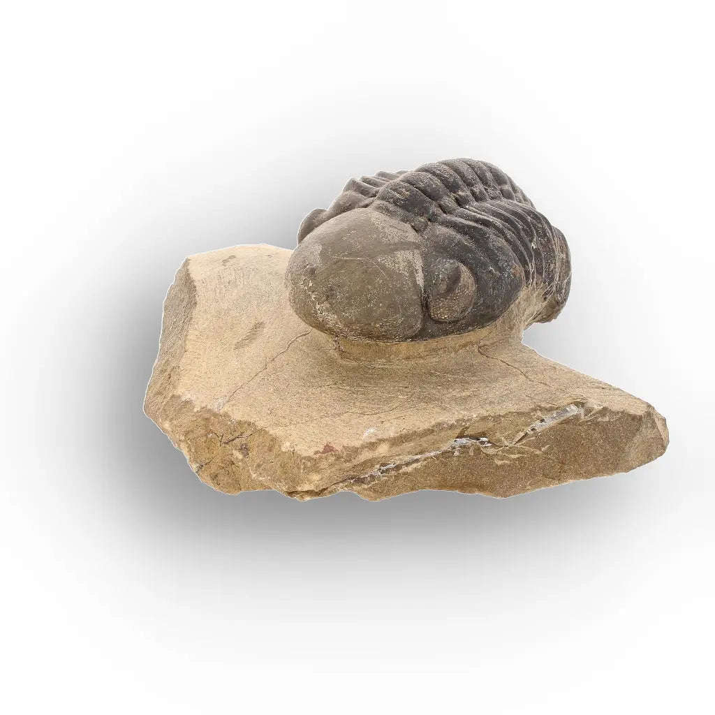 Authentic Morocops Trilobite Fossil  Aferdou El Mrakib, Morocco