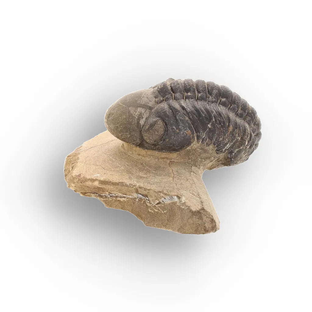 Authentic Morocops Trilobite Fossil  Aferdou El Mrakib, Morocco