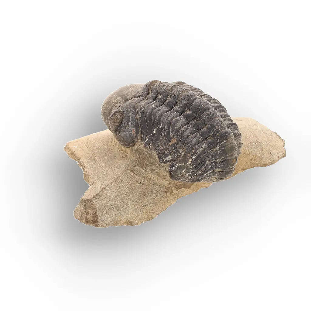 Authentic Morocops Trilobite Fossil  Aferdou El Mrakib, Morocco