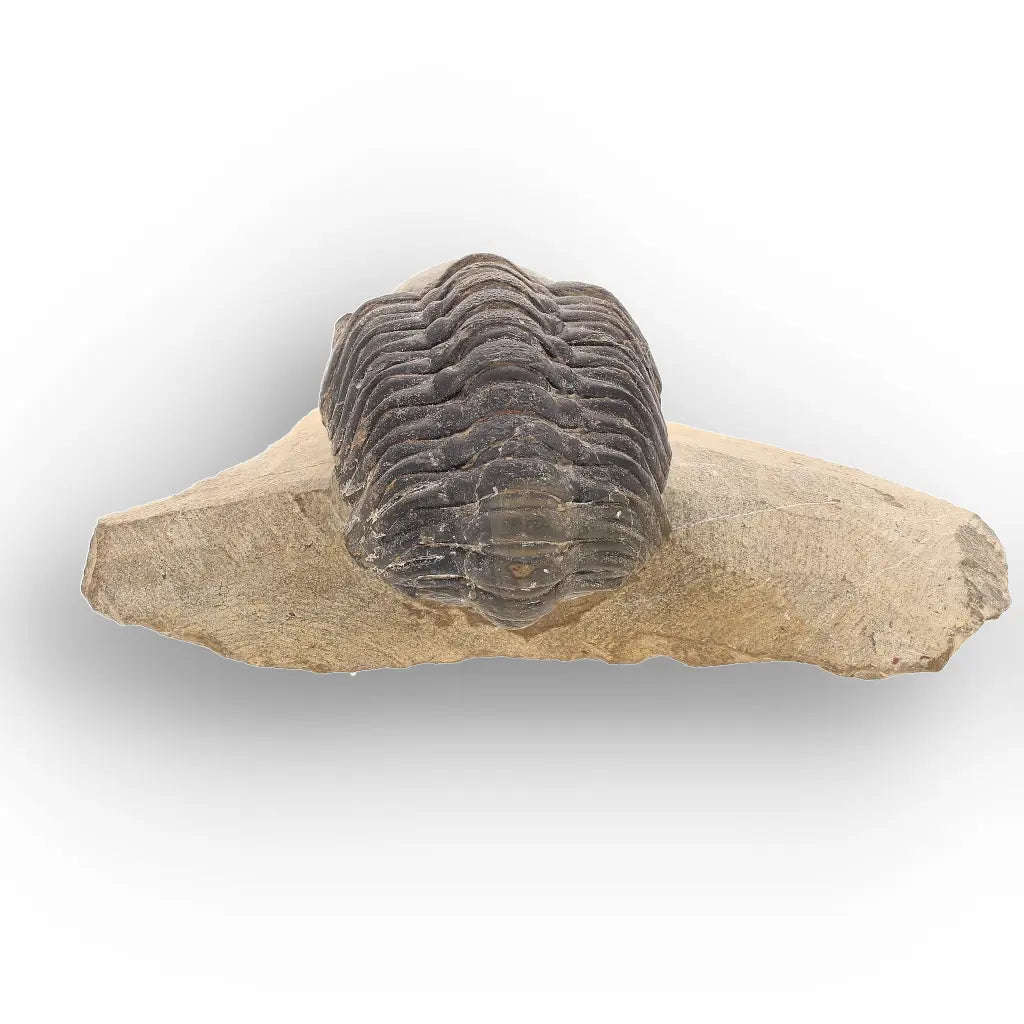 Authentic Morocops Trilobite Fossil  Aferdou El Mrakib, Morocco