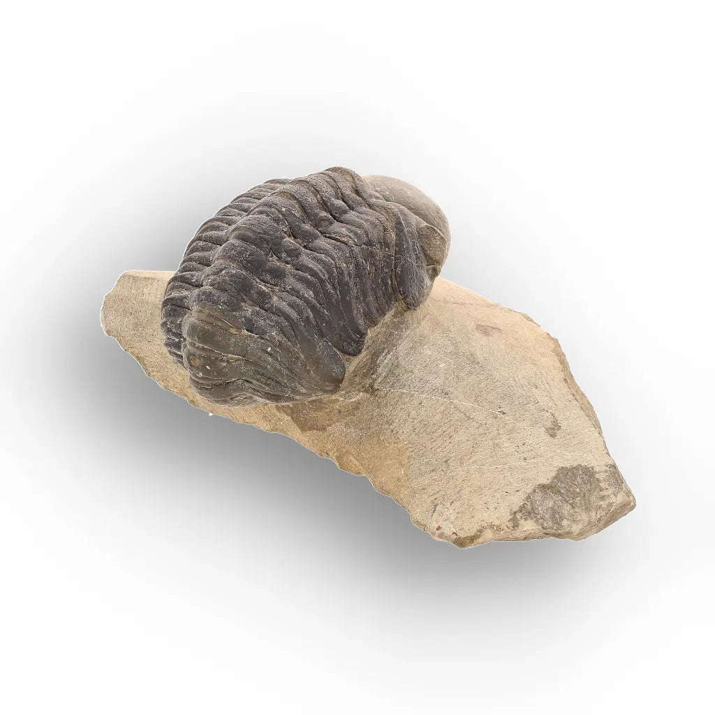 Authentic Morocops Trilobite Fossil  Aferdou El Mrakib, Morocco