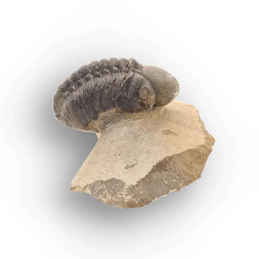 Authentic Morocops Trilobite Fossil  Aferdou El Mrakib, Morocco