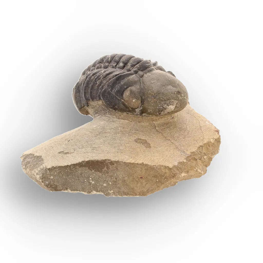 Authentic Morocops Trilobite Fossil  Aferdou El Mrakib, Morocco