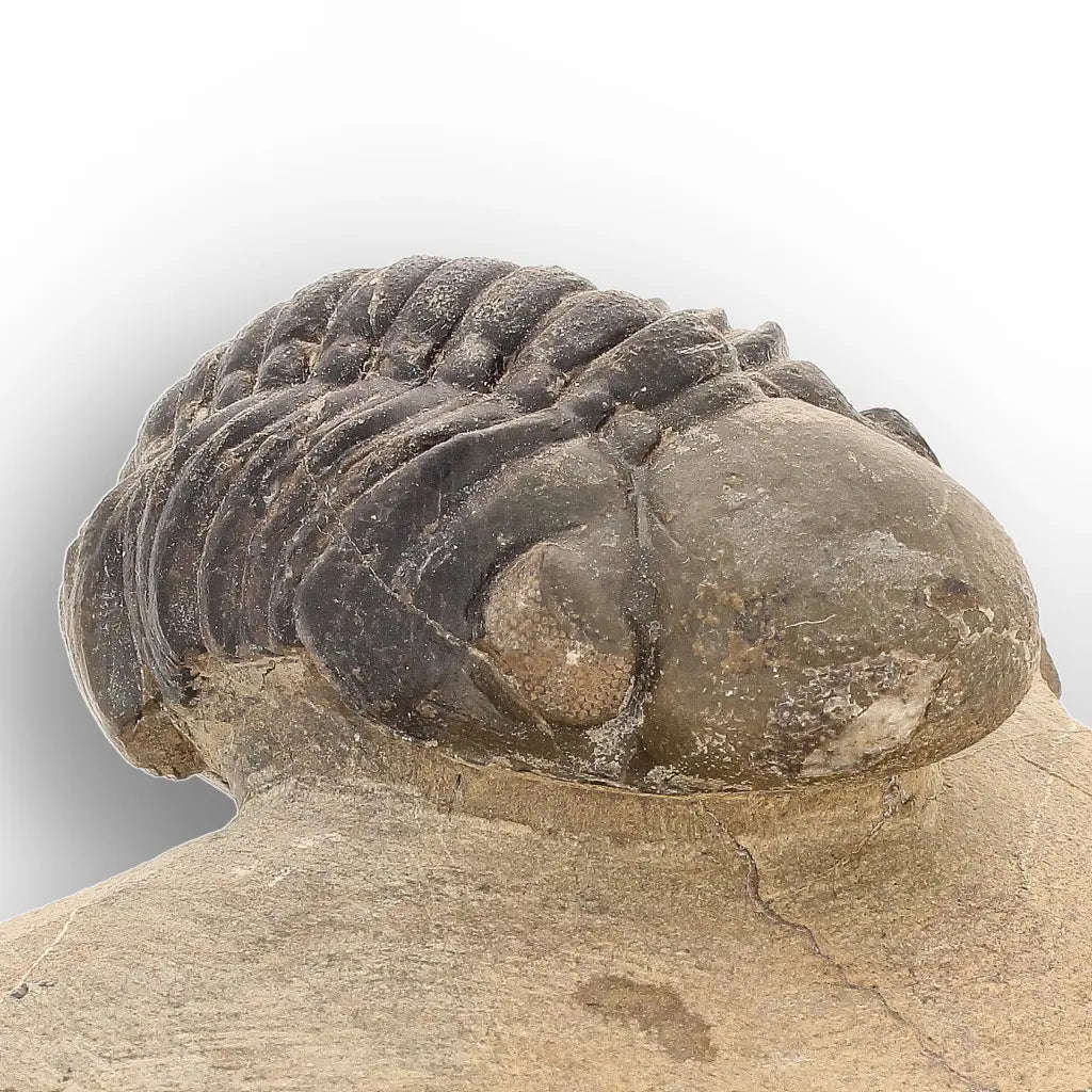 Authentic Morocops Trilobite Fossil  Aferdou El Mrakib, Morocco
