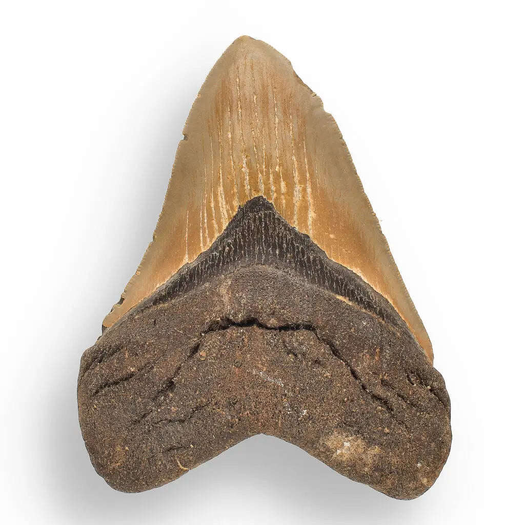 Authentic Megalodon Shark Tooth  Prehistoric Power
