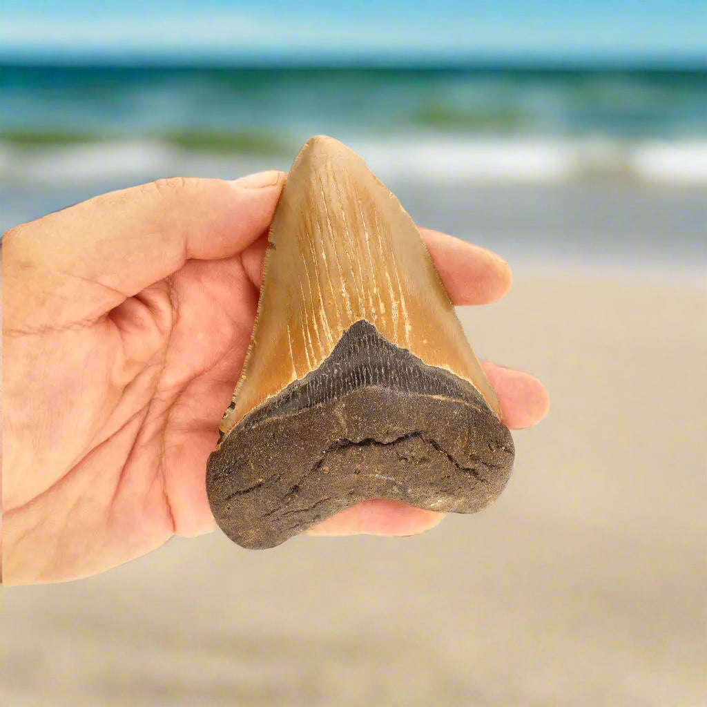 Authentic Megalodon Shark Tooth  Prehistoric Power