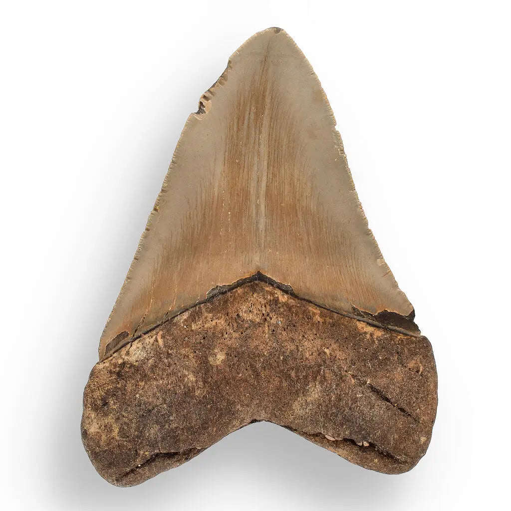 Authentic Megalodon Shark Tooth  Prehistoric Power