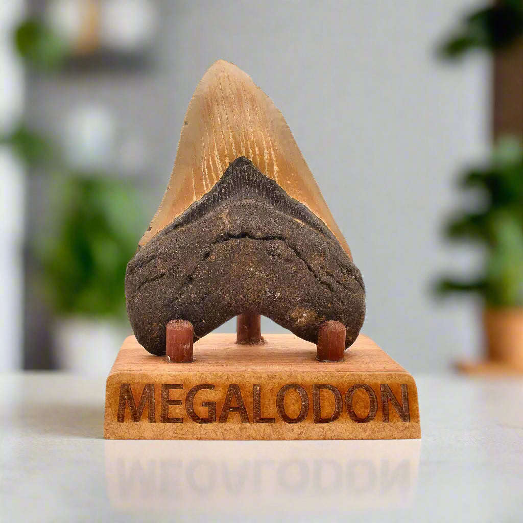Authentic Megalodon Shark Tooth  Prehistoric Power