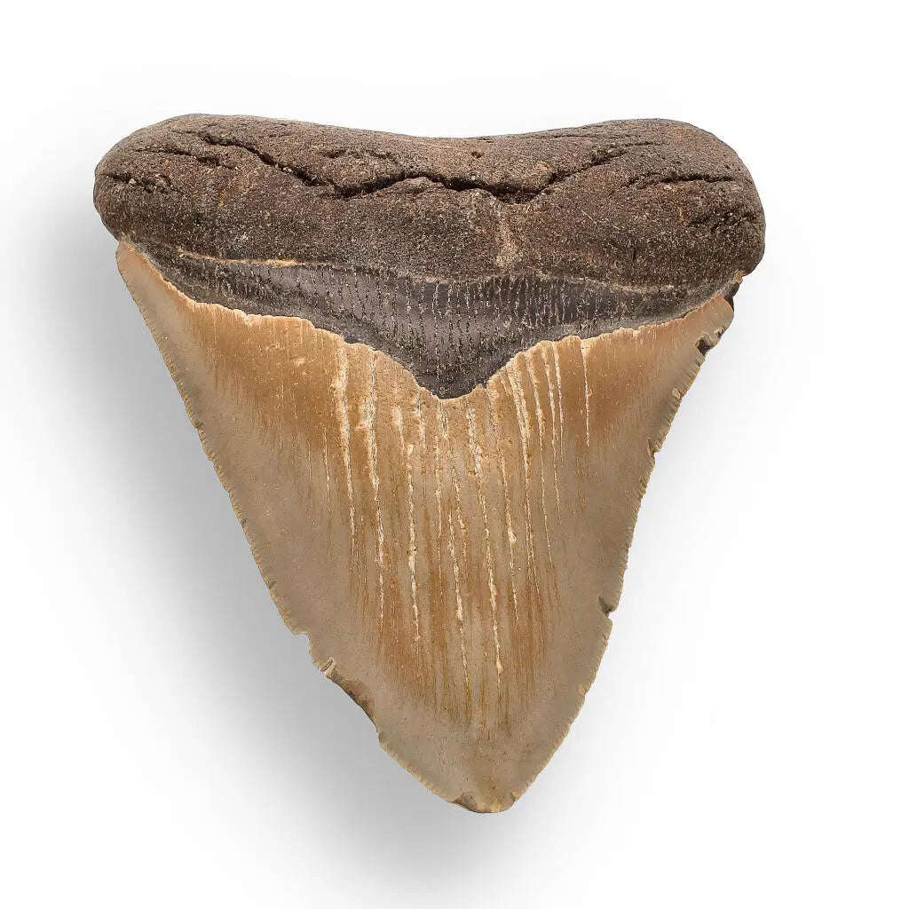 Authentic Megalodon Shark Tooth  Prehistoric Power