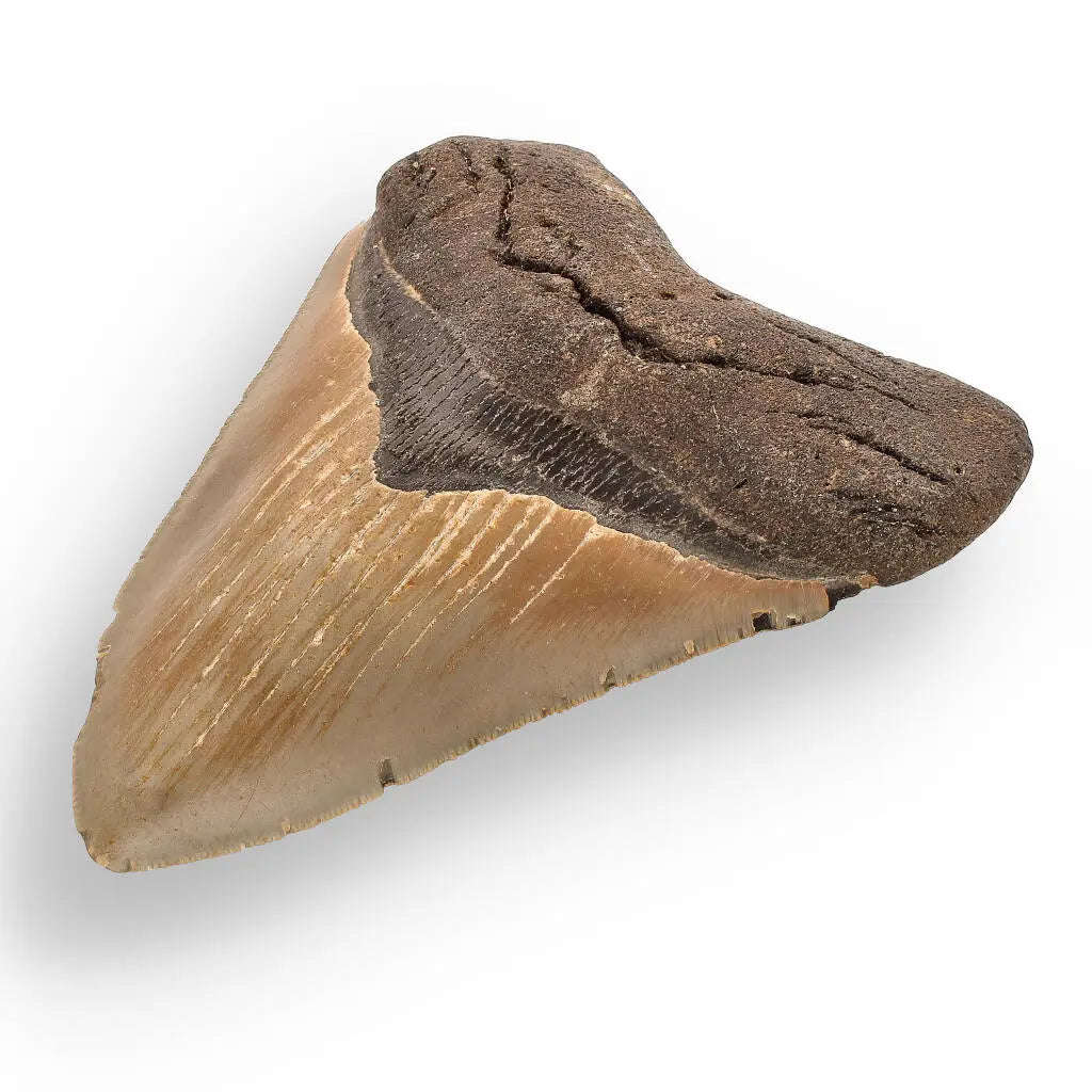 Authentic Megalodon Shark Tooth  Prehistoric Power
