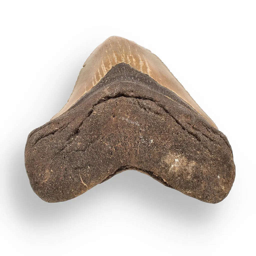 Authentic Megalodon Shark Tooth  Prehistoric Power