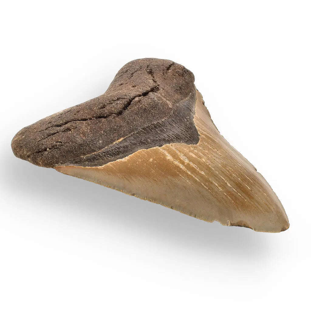 Authentic Megalodon Shark Tooth  Prehistoric Power