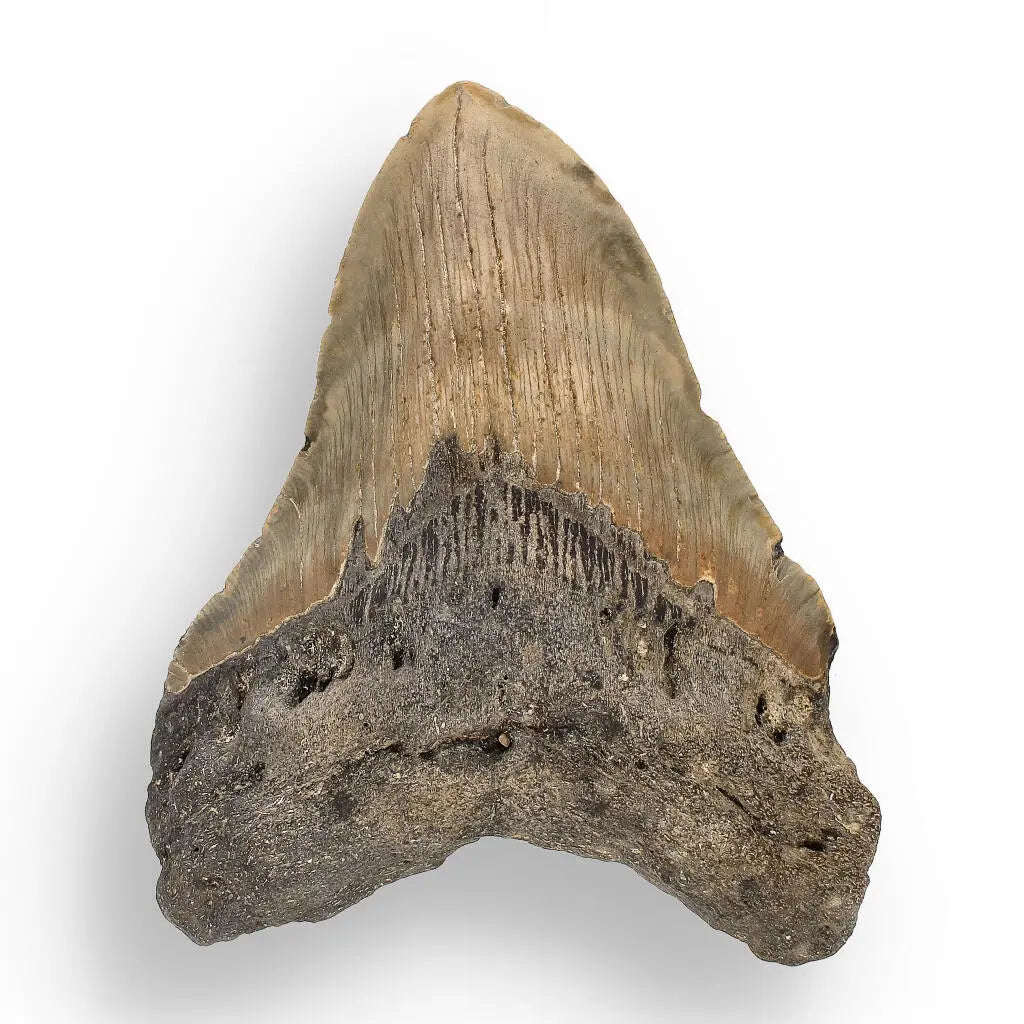 Authentic Megalodon Shark Tooth: Oceans Relic - 112mm