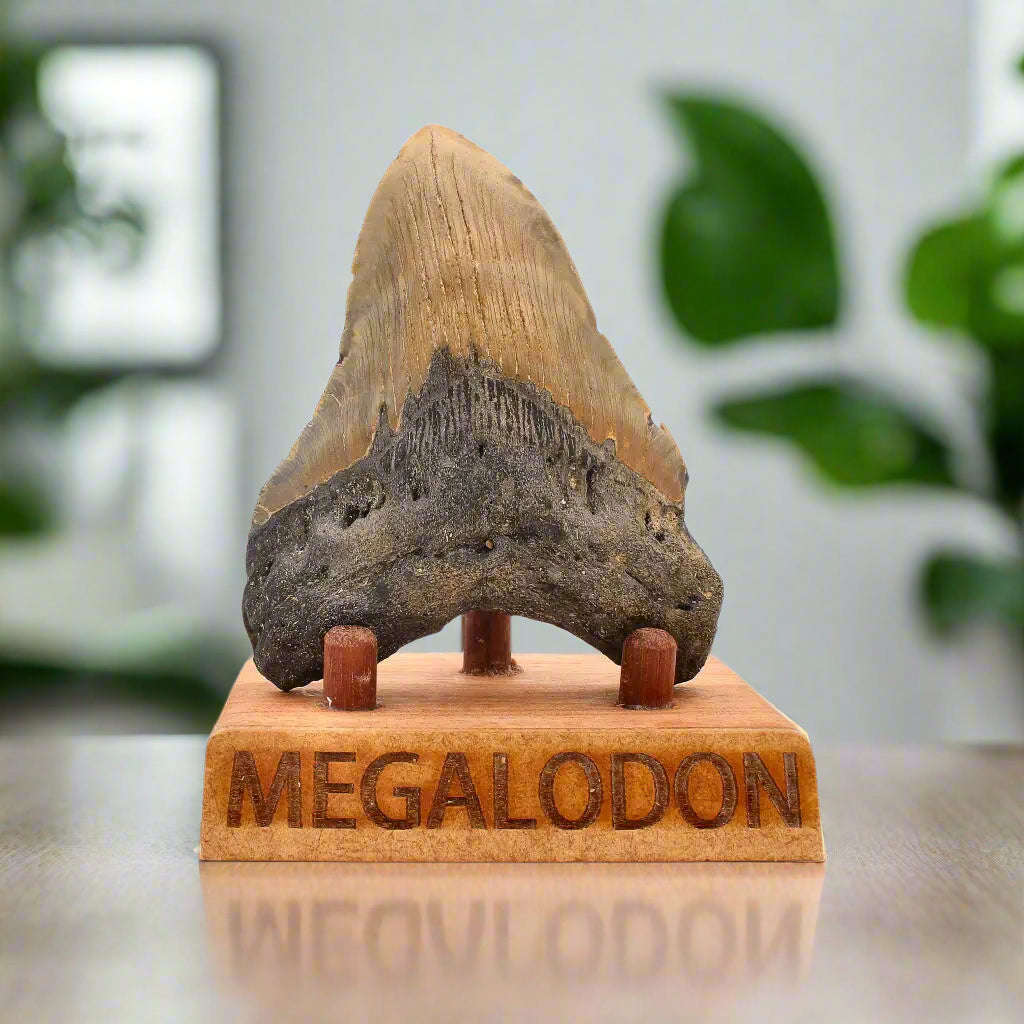 Authentic Megalodon Shark Tooth: Oceans Relic - 112mm