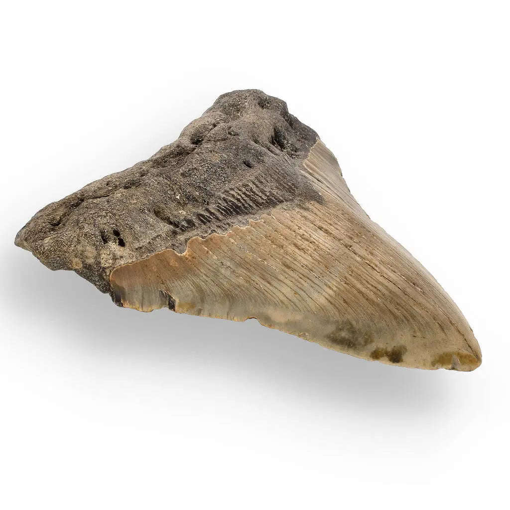 Authentic Megalodon Shark Tooth: Oceans Relic - 112mm