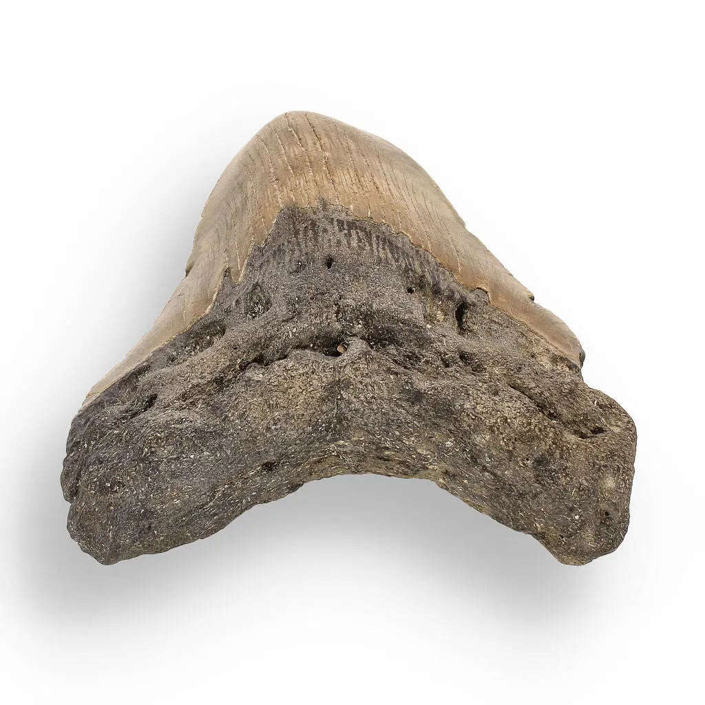 Authentic Megalodon Shark Tooth: Oceans Relic - 112mm