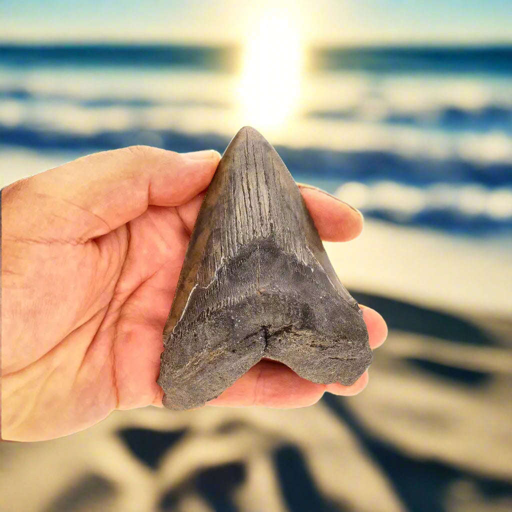 Authentic Megalodon Shark Tooth:  Ancient Legend - 107mm