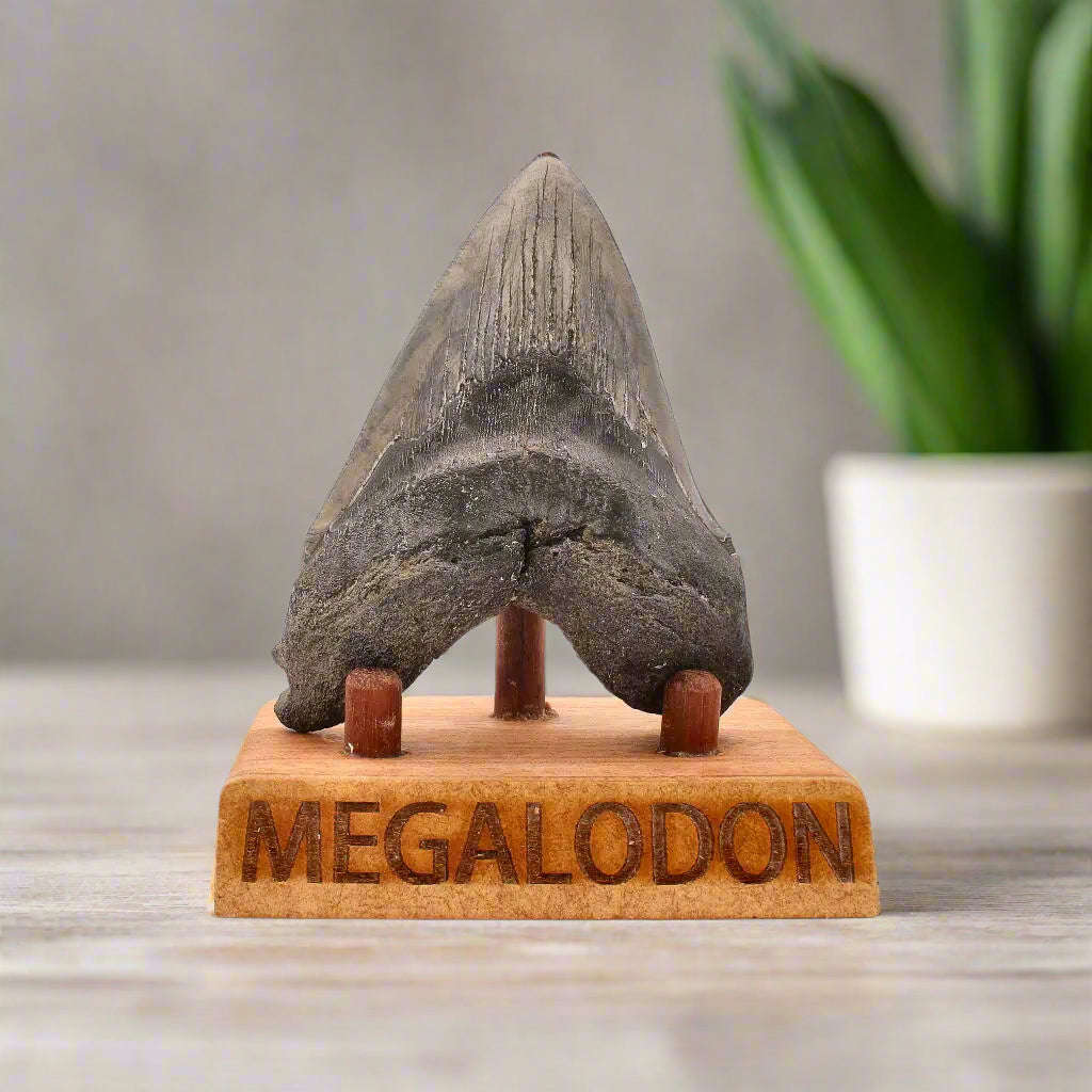 Authentic Megalodon Shark Tooth:  Ancient Legend - 107mm