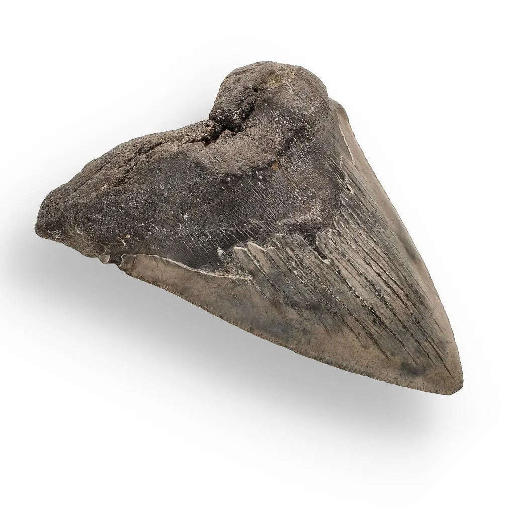 Authentic Megalodon Shark Tooth:  Ancient Legend - 107mm
