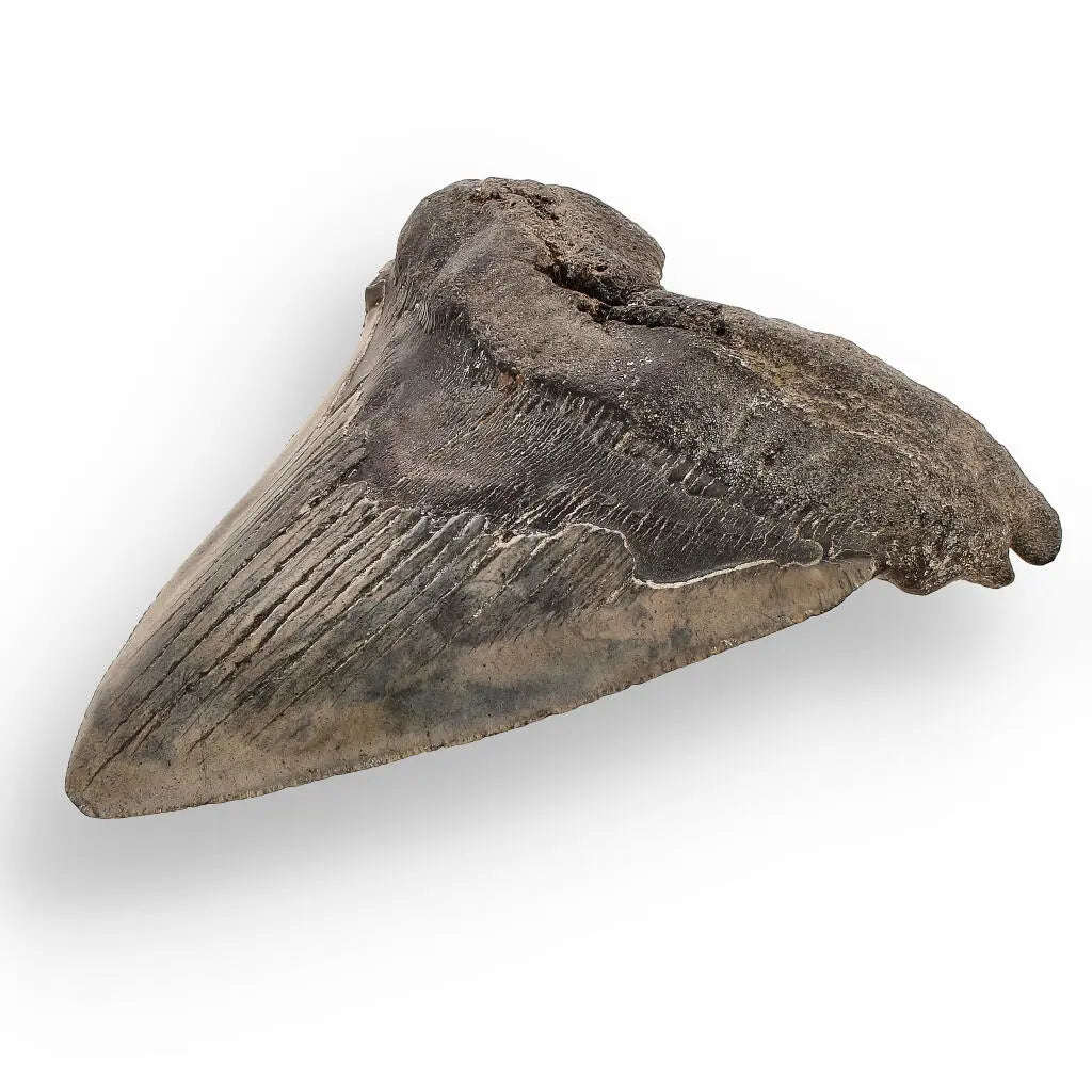 Authentic Megalodon Shark Tooth:  Ancient Legend - 107mm