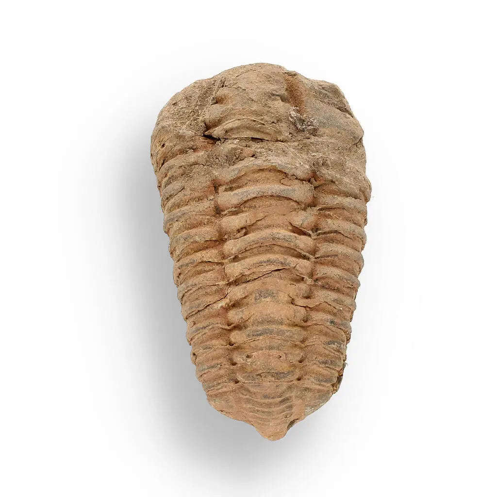 Calymene (Colpocoryphe) Trilobite Fossils  Fossilized Ocean Explorers