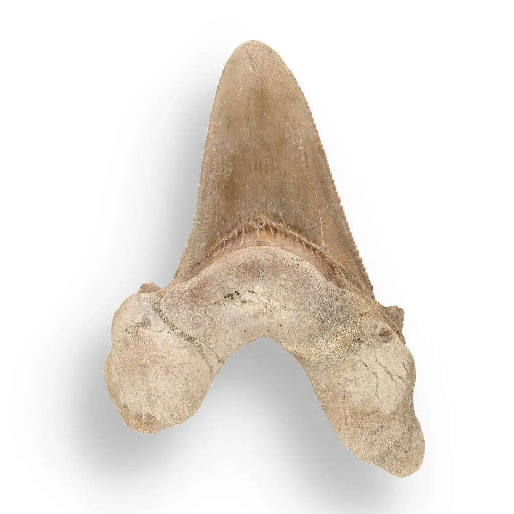 Sokolovi (Auriculatus) Shark Tooth  Ancient Predator Relic