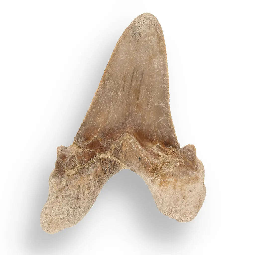 Sokolovi (Auriculatus) Shark Tooth  Ancient Predator Relic