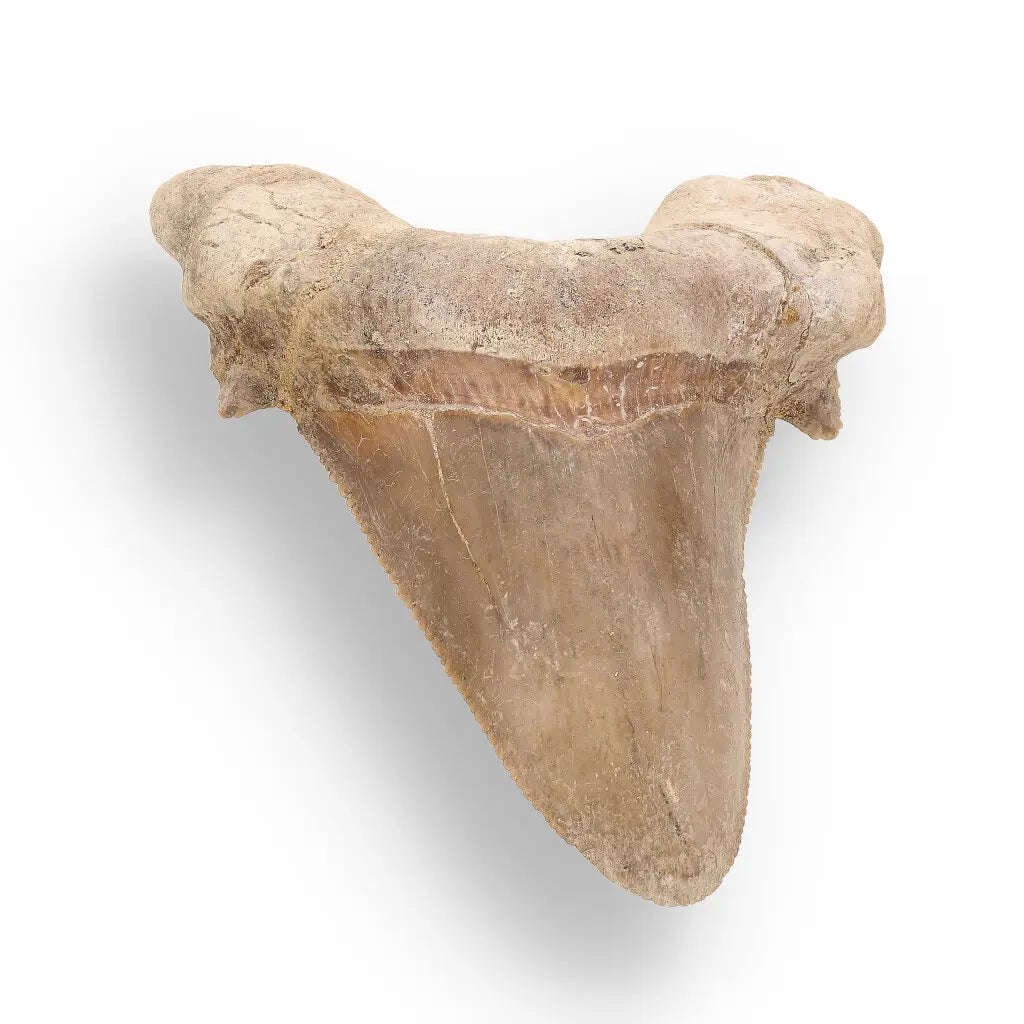 Sokolovi (Auriculatus) Shark Tooth  Ancient Predator Relic