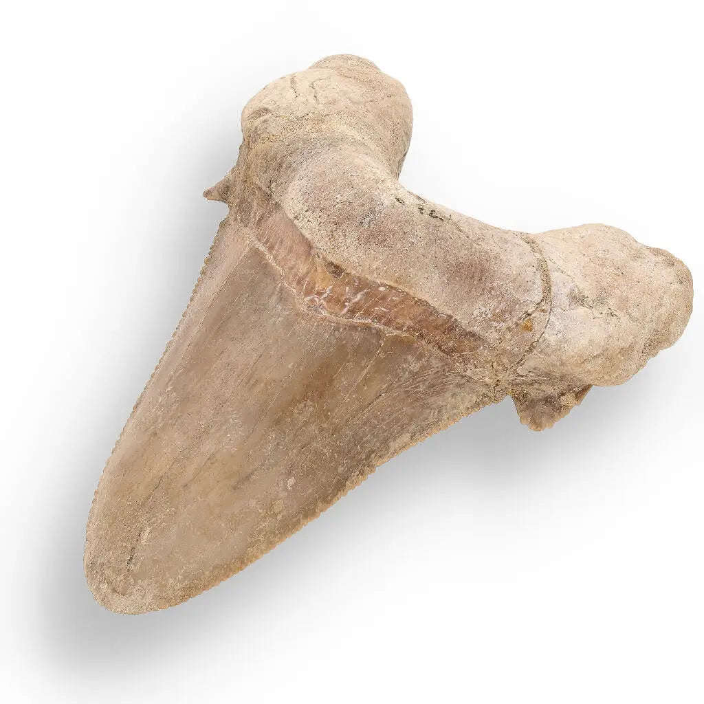 Sokolovi (Auriculatus) Shark Tooth  Ancient Predator Relic