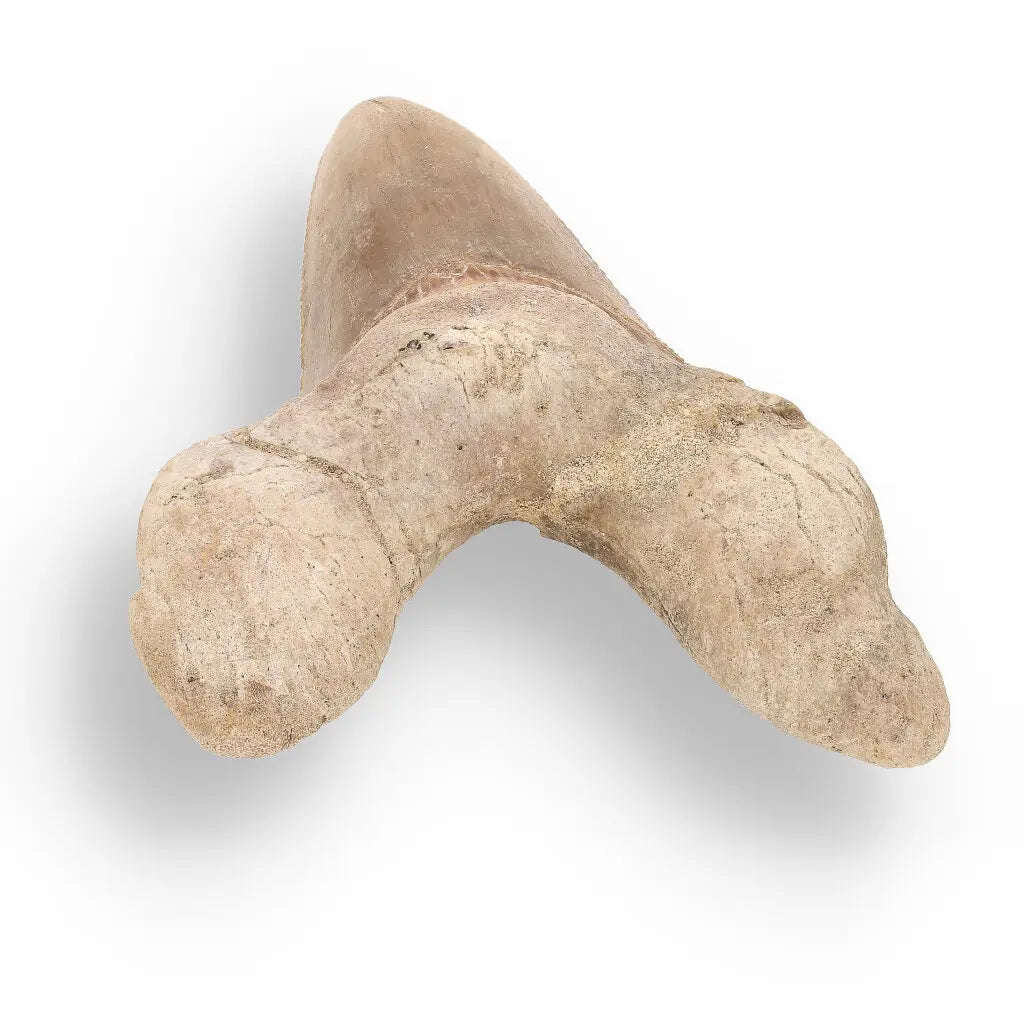 Sokolovi (Auriculatus) Shark Tooth  Ancient Predator Relic