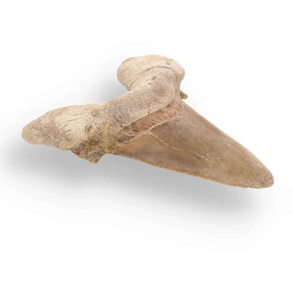 Sokolovi (Auriculatus) Shark Tooth  Ancient Predator Relic