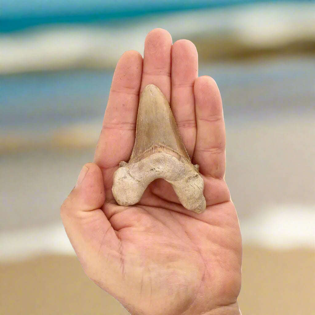 Sokolovi (Auriculatus) Shark Tooth  Ancient Predator Relic