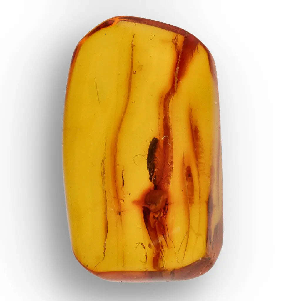 Natural Baltic Amber Fossil with Trapped Insect Inclusion