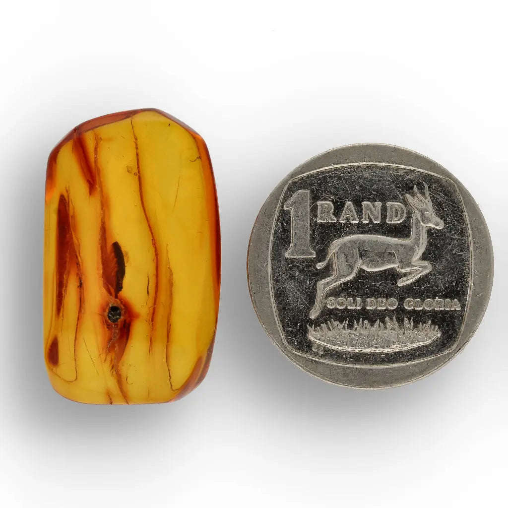 Natural Baltic Amber Fossil with Trapped Insect Inclusion
