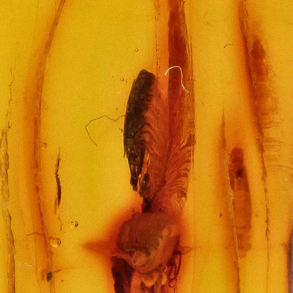 Natural Baltic Amber Fossil with Trapped Insect Inclusion