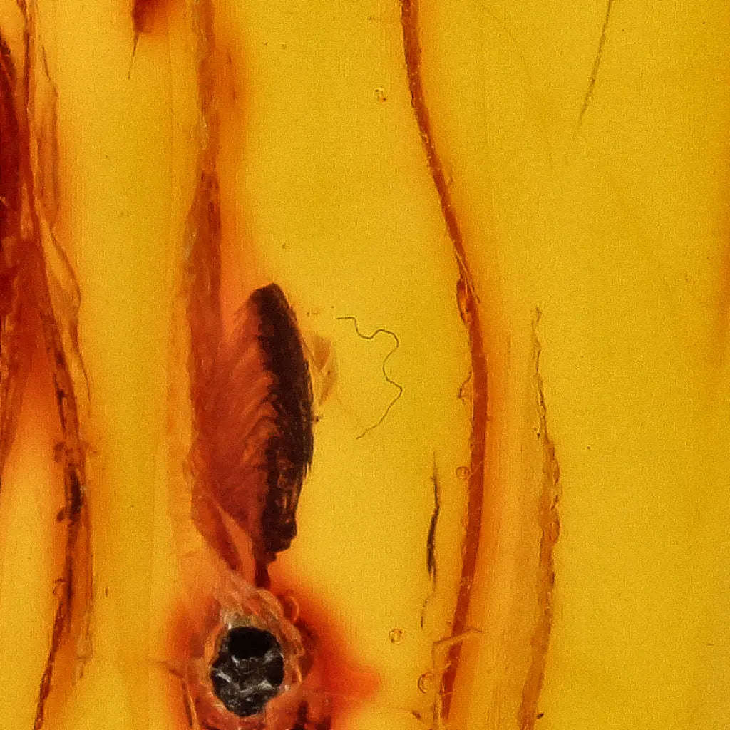 Natural Baltic Amber Fossil with Trapped Insect Inclusion