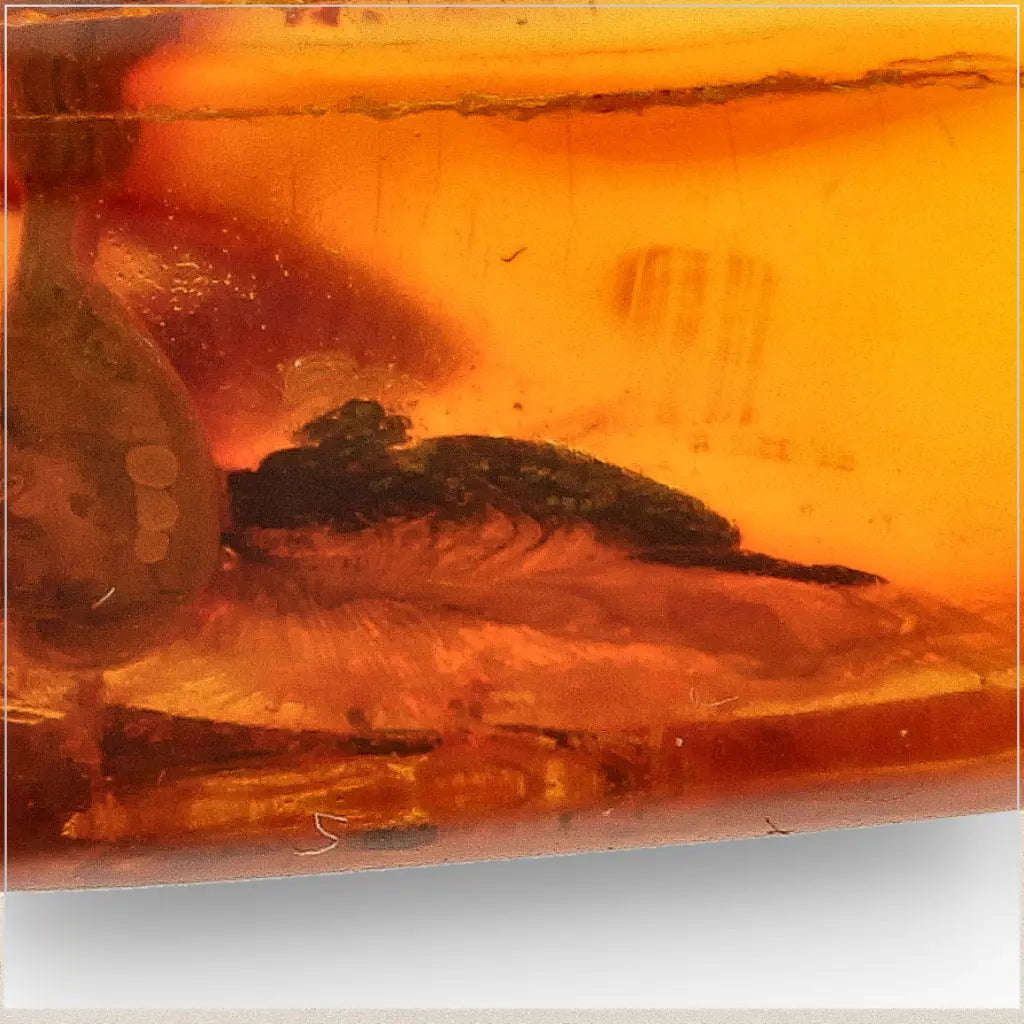Natural Baltic Amber Fossil with Trapped Insect Inclusion