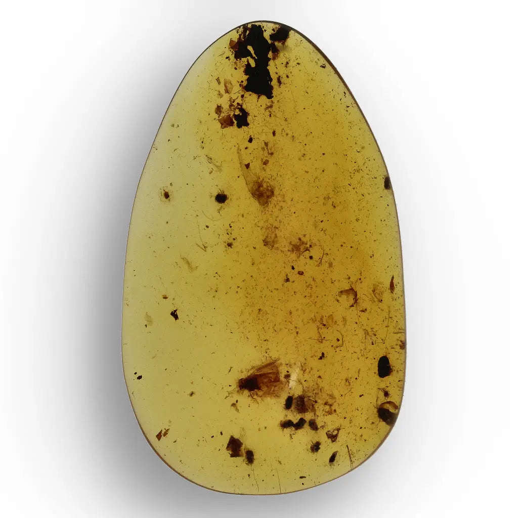 Myanmar Amber with Insect Inclusion  Natural Fossil Specimen