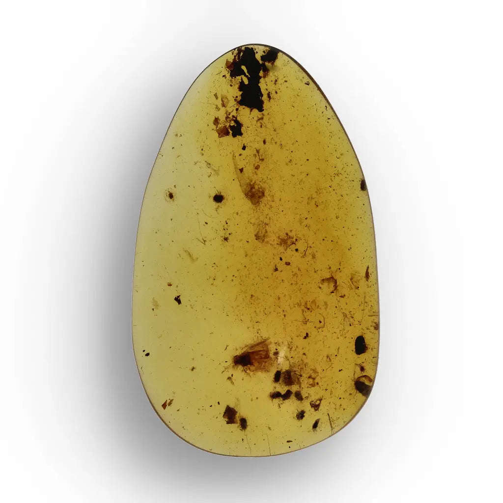 Myanmar Amber with Insect Inclusion  Natural Fossil Specimen