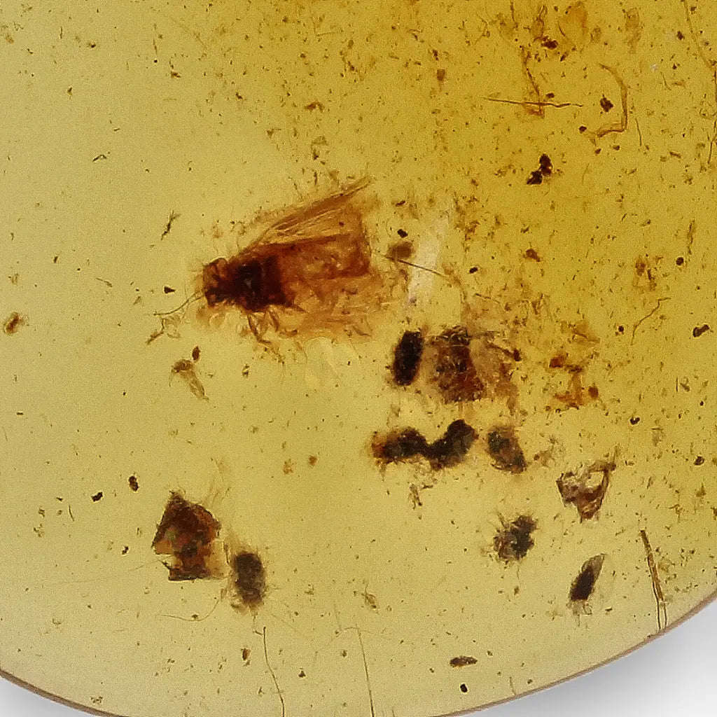 Myanmar Amber with Insect Inclusion  Natural Fossil Specimen