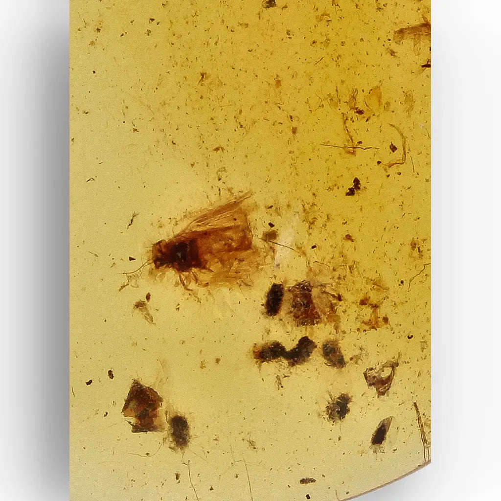 Myanmar Amber with Insect Inclusion  Natural Fossil Specimen