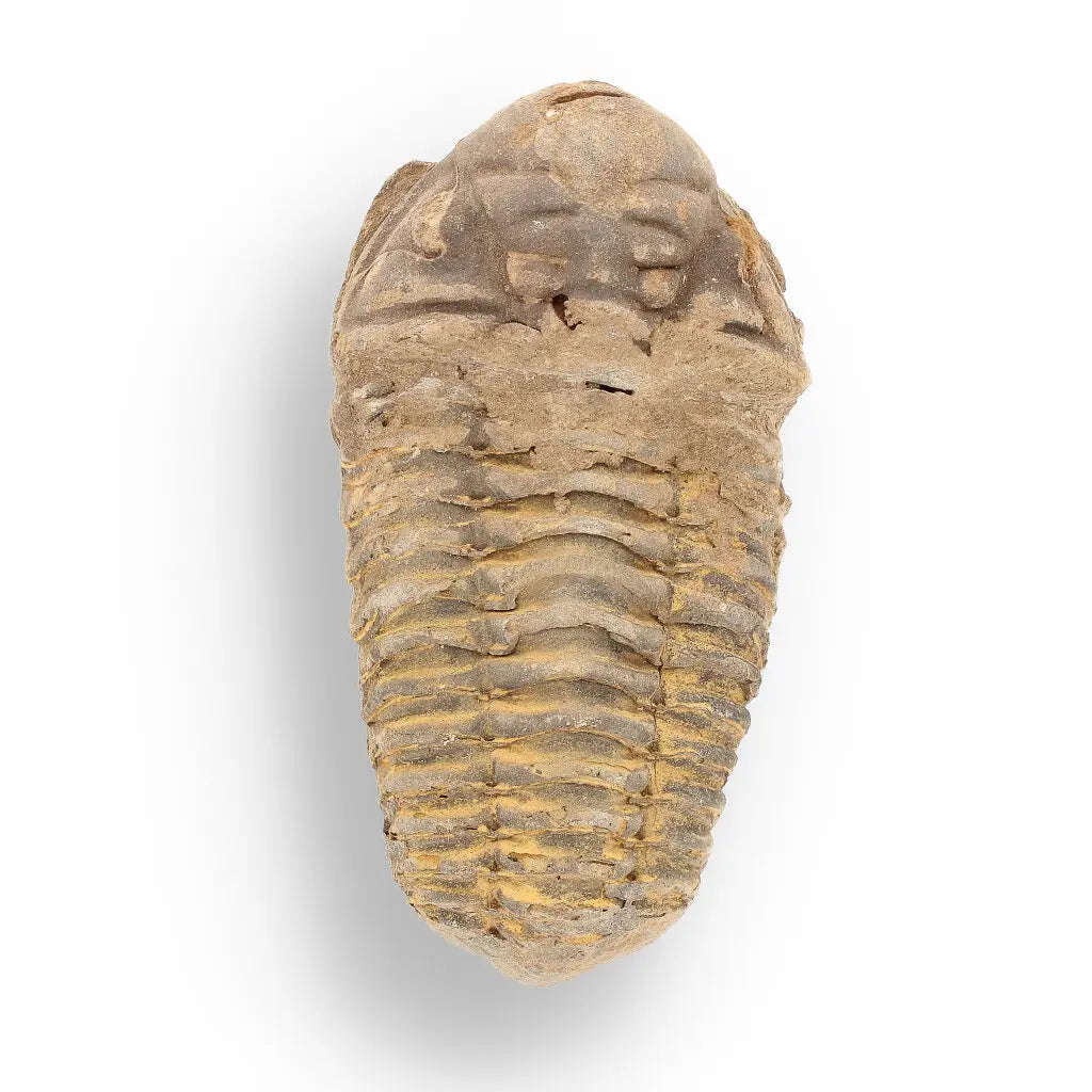 Calymene Trilobite Fossil  Unique Artifact from Morocco