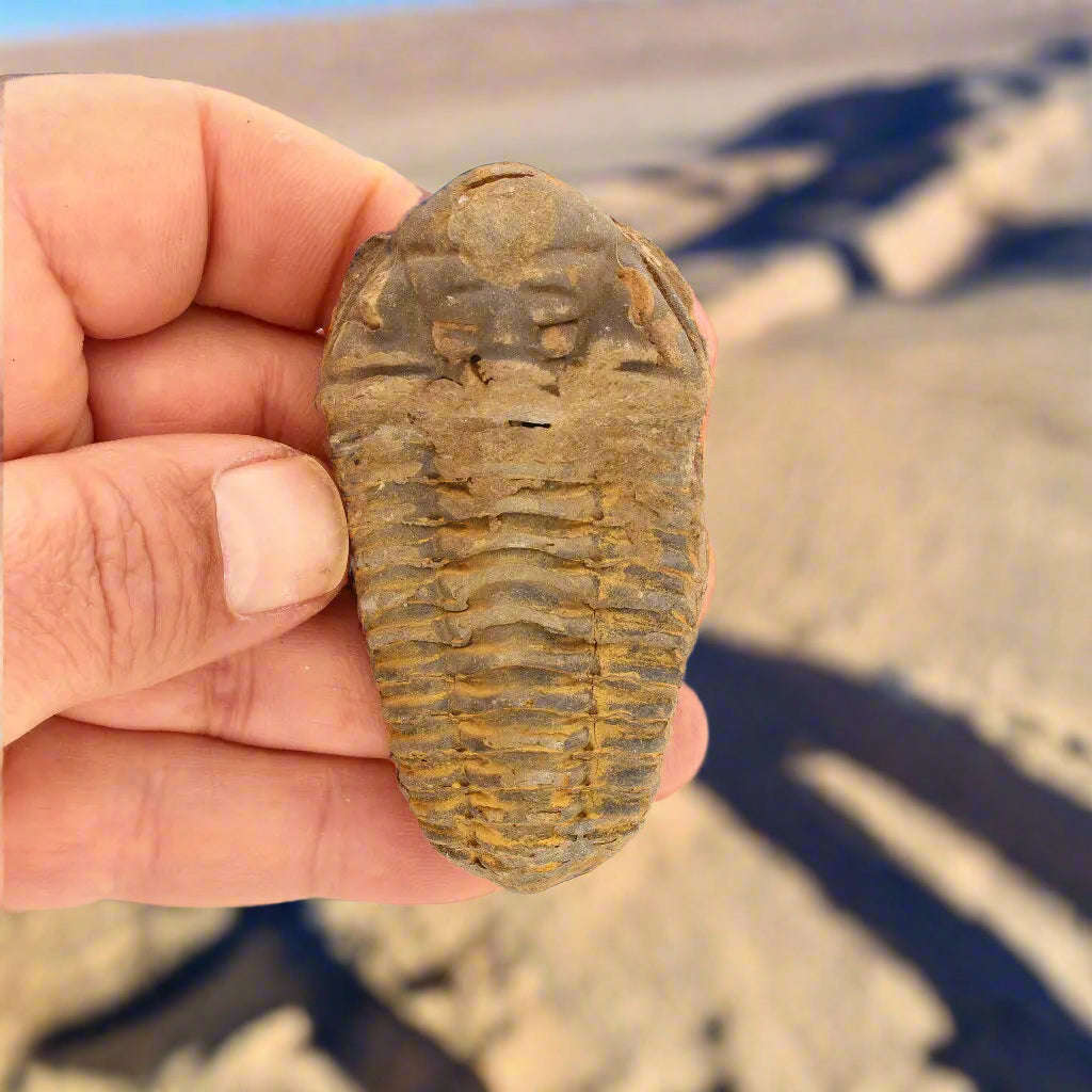 Calymene Trilobite Fossil  Unique Artifact from Morocco