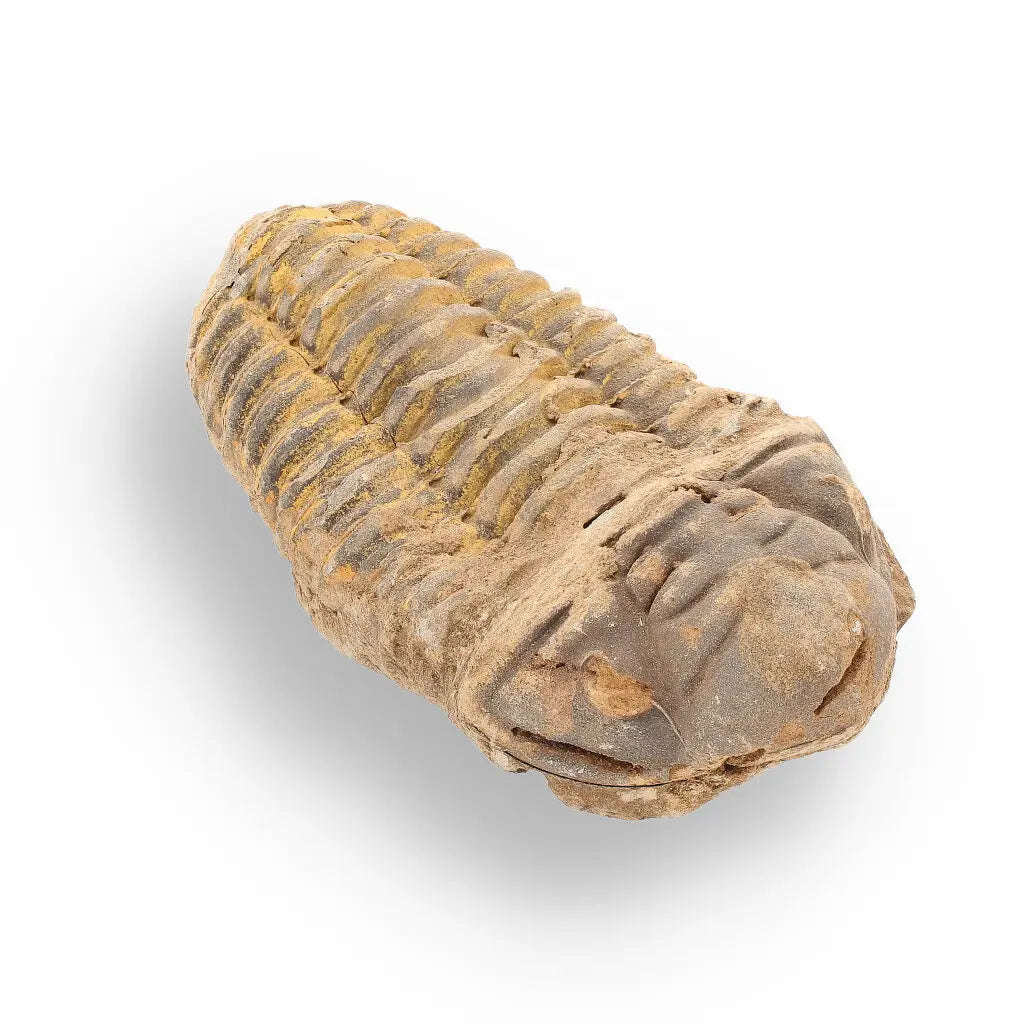 Calymene Trilobite Fossil  Unique Artifact from Morocco